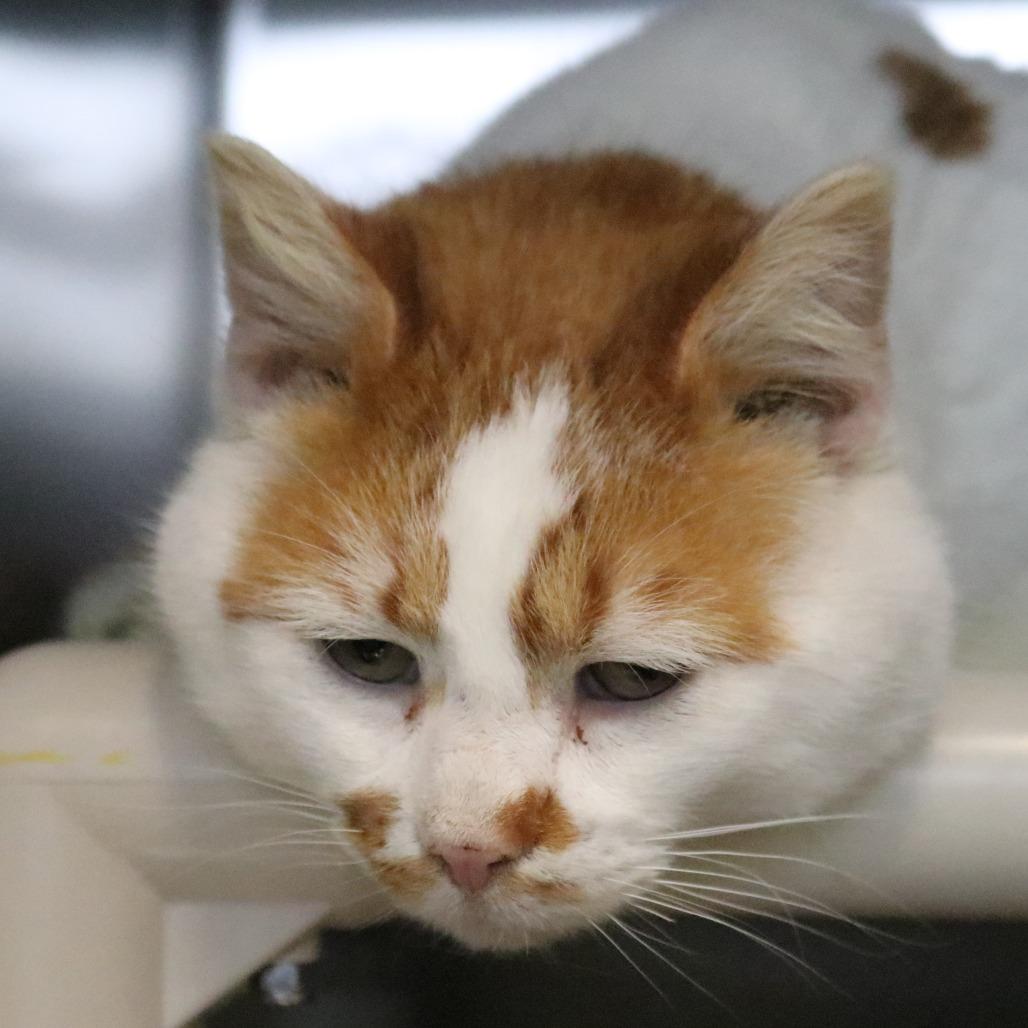 Enlarge Ludo, a Adoptable Domestic Short Hair in Saint Cloud, MN image 3/6