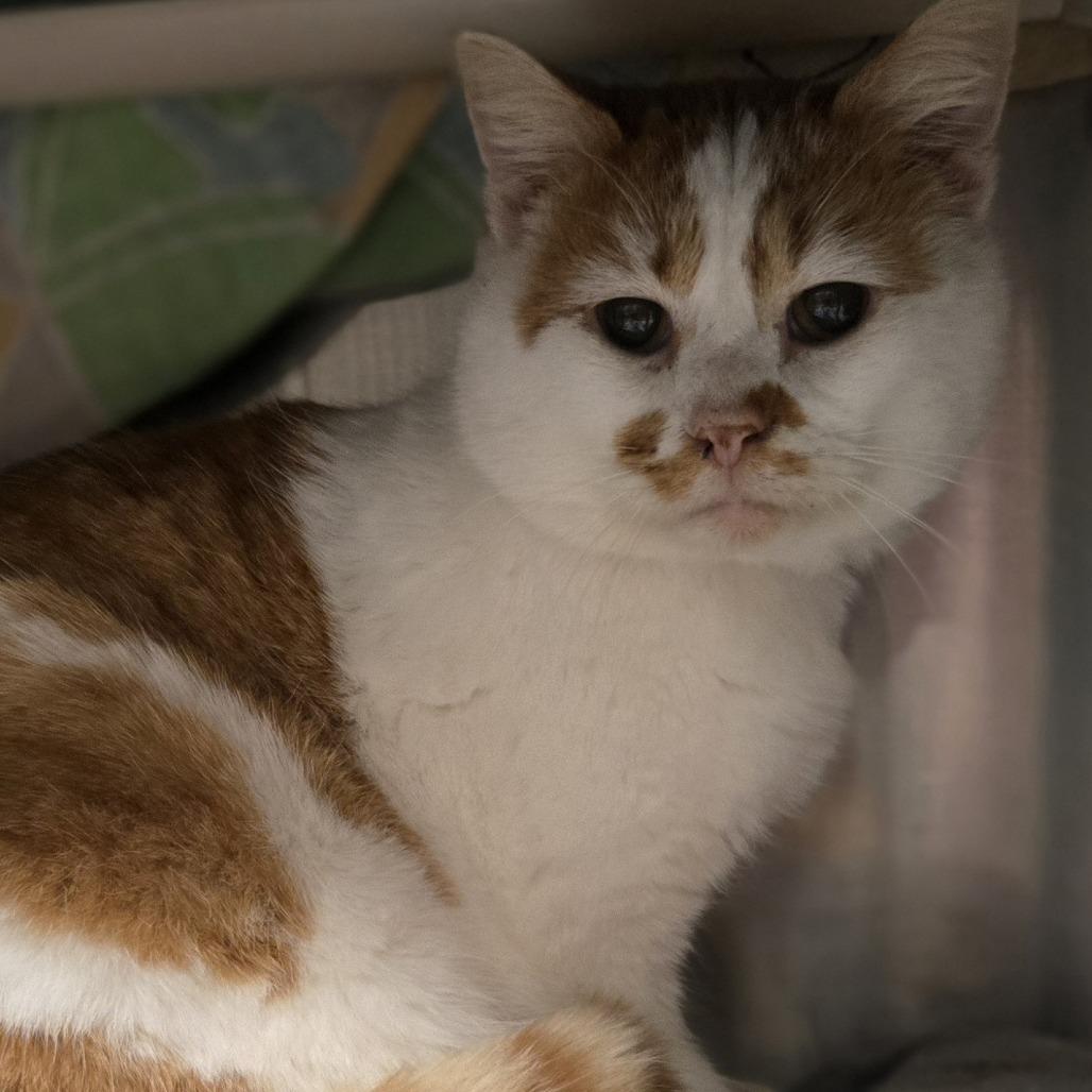 Enlarge Ludo, a Adoptable Domestic Short Hair in Saint Cloud, MN image 4/6