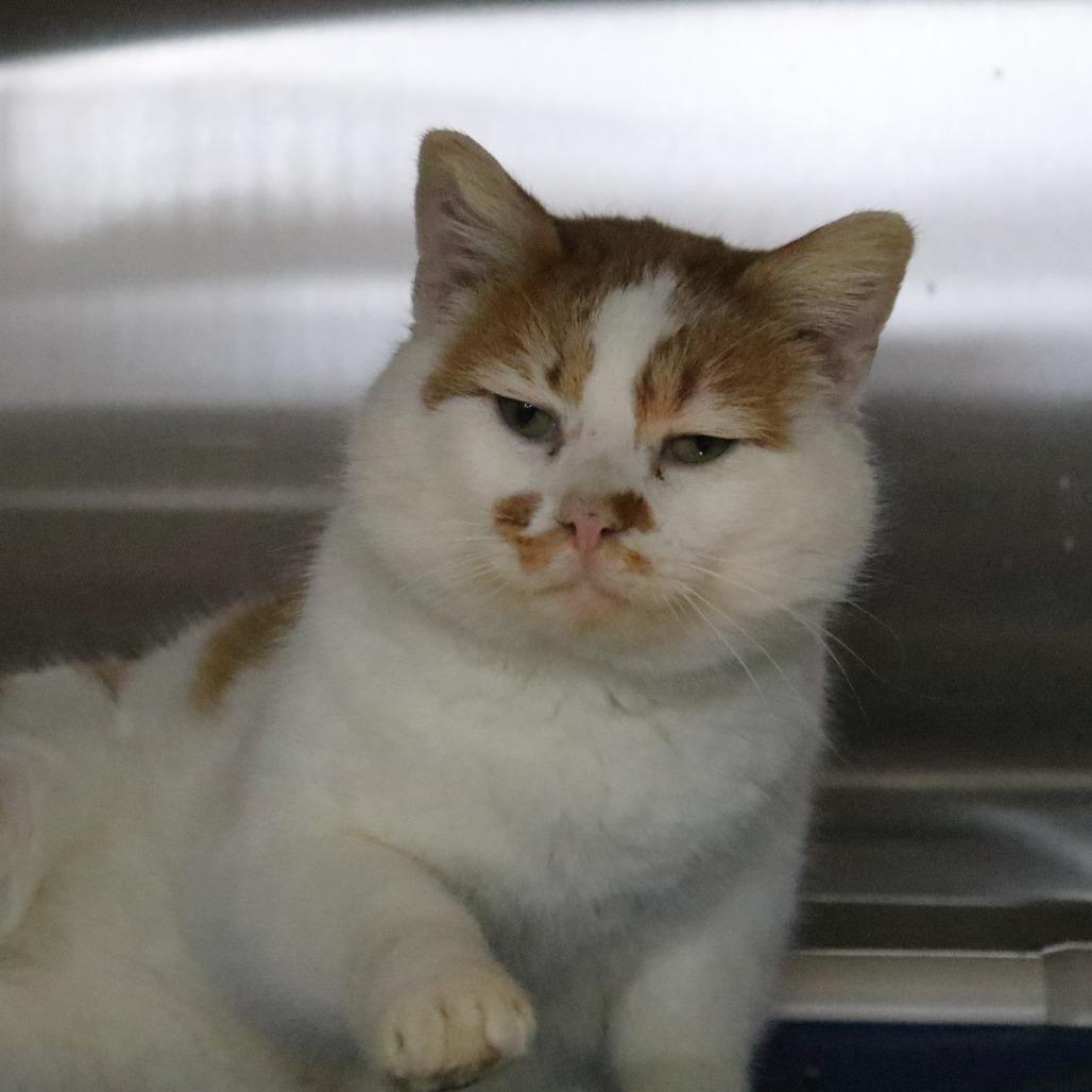 Enlarge Ludo, a Adoptable Domestic Short Hair in Saint Cloud, MN image 5/6