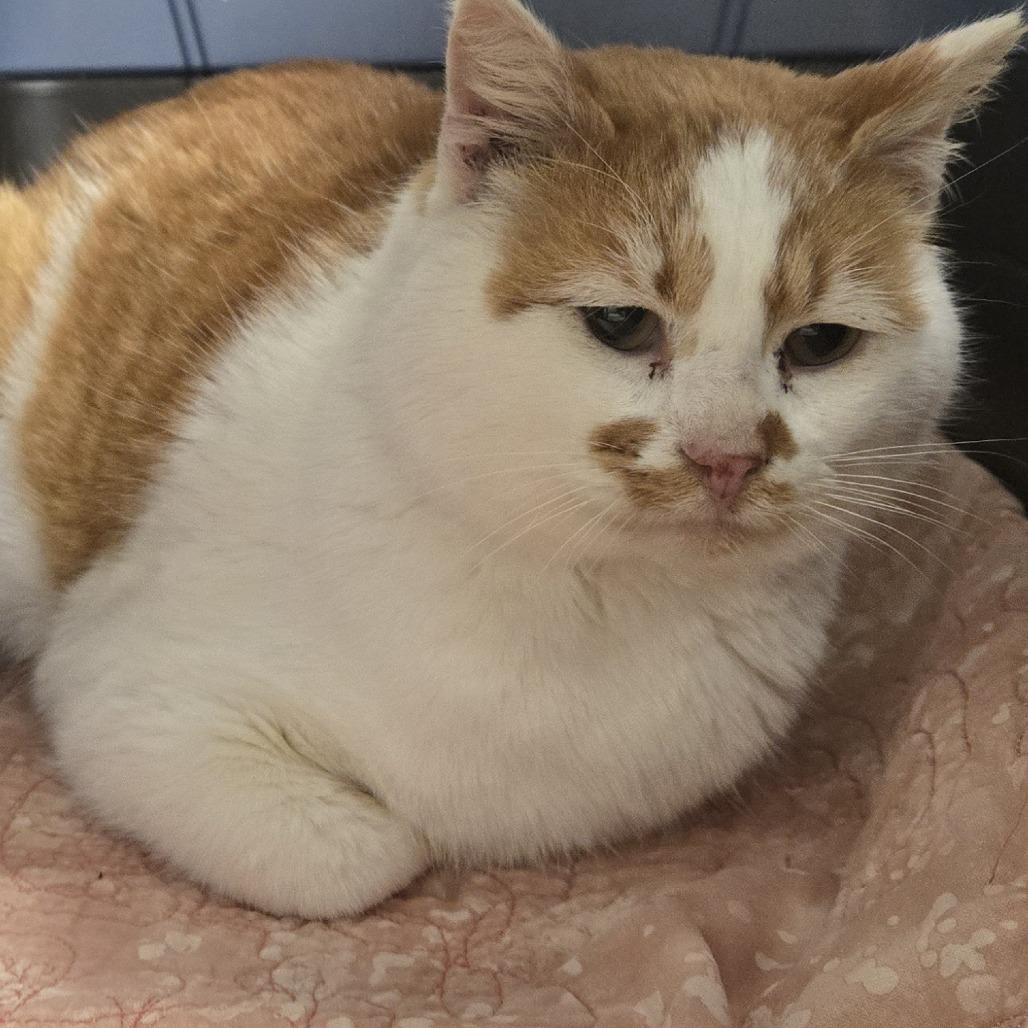 Enlarge Ludo, a Adoptable Domestic Short Hair in Saint Cloud, MN image 6/6