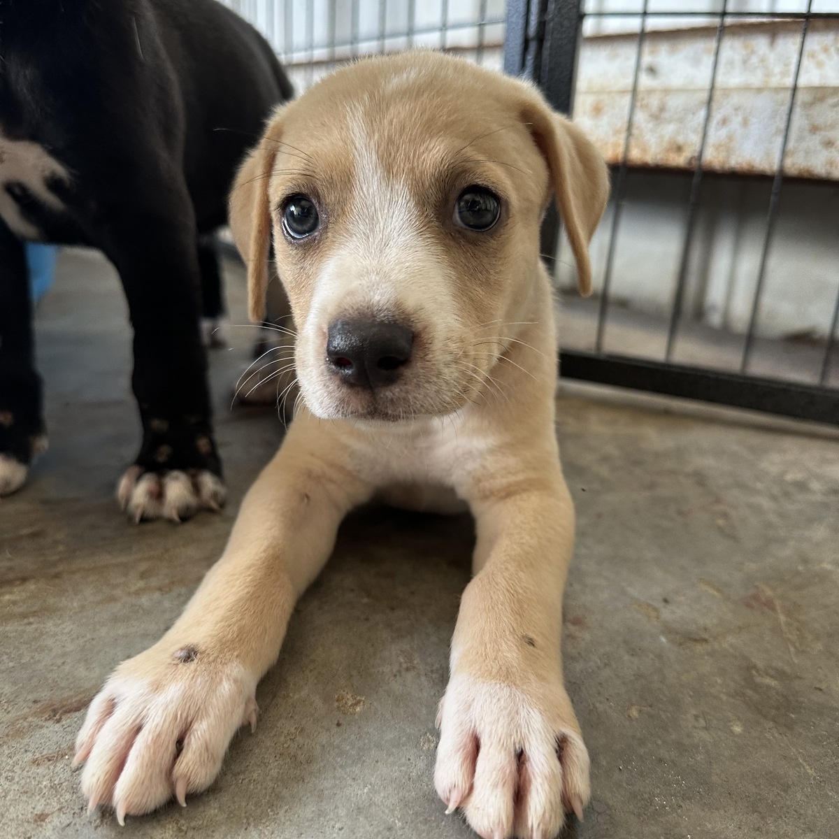 Enlarge Jeffery, a Adopted Mixed Breed in Selma, AL image 1/1