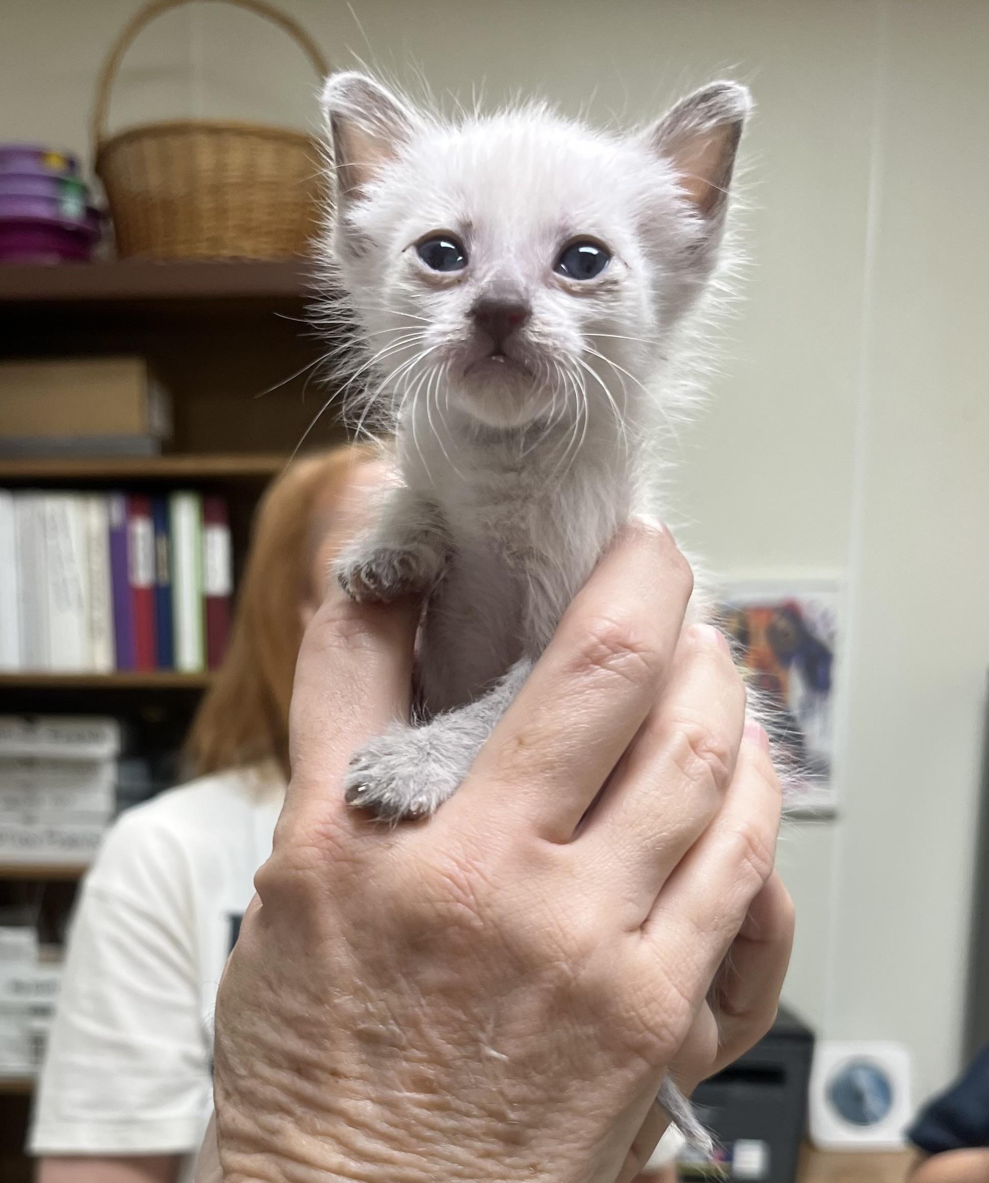 Enlarge Yeti, a Adoptable Siamese in Hillsboro, TX image 1/2