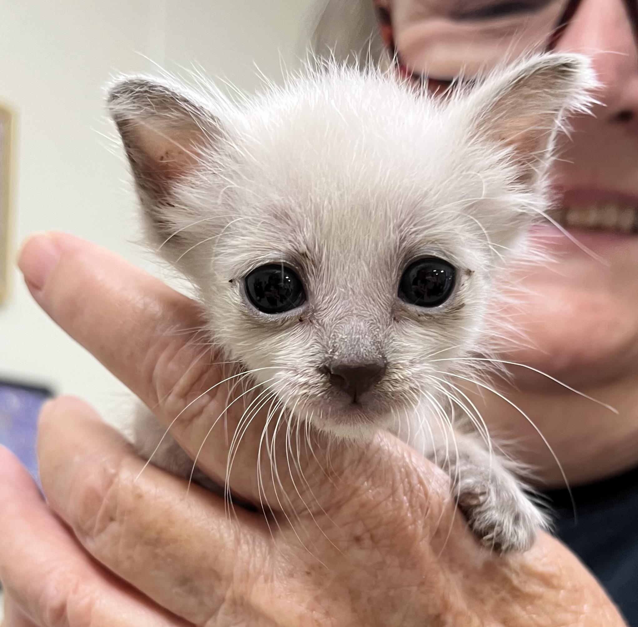 Enlarge Yeti, a Adoptable Siamese in Hillsboro, TX image 2/2