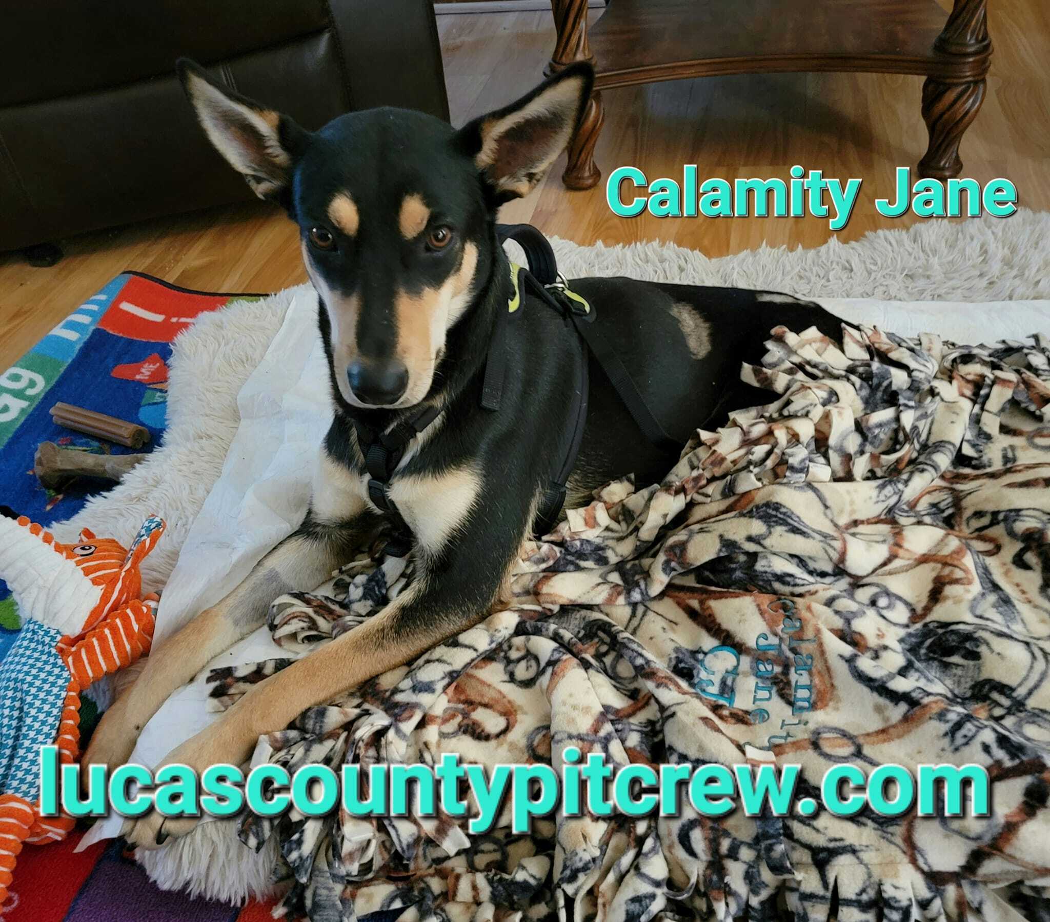 Enlarge Calamity Jane 'CJ', a Adoptable mixed breed in Toledo, OH image 1/5