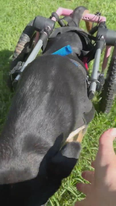 Enlarge Calamity Jane 'CJ', a Adoptable mixed breed in Toledo, OH video 5/5