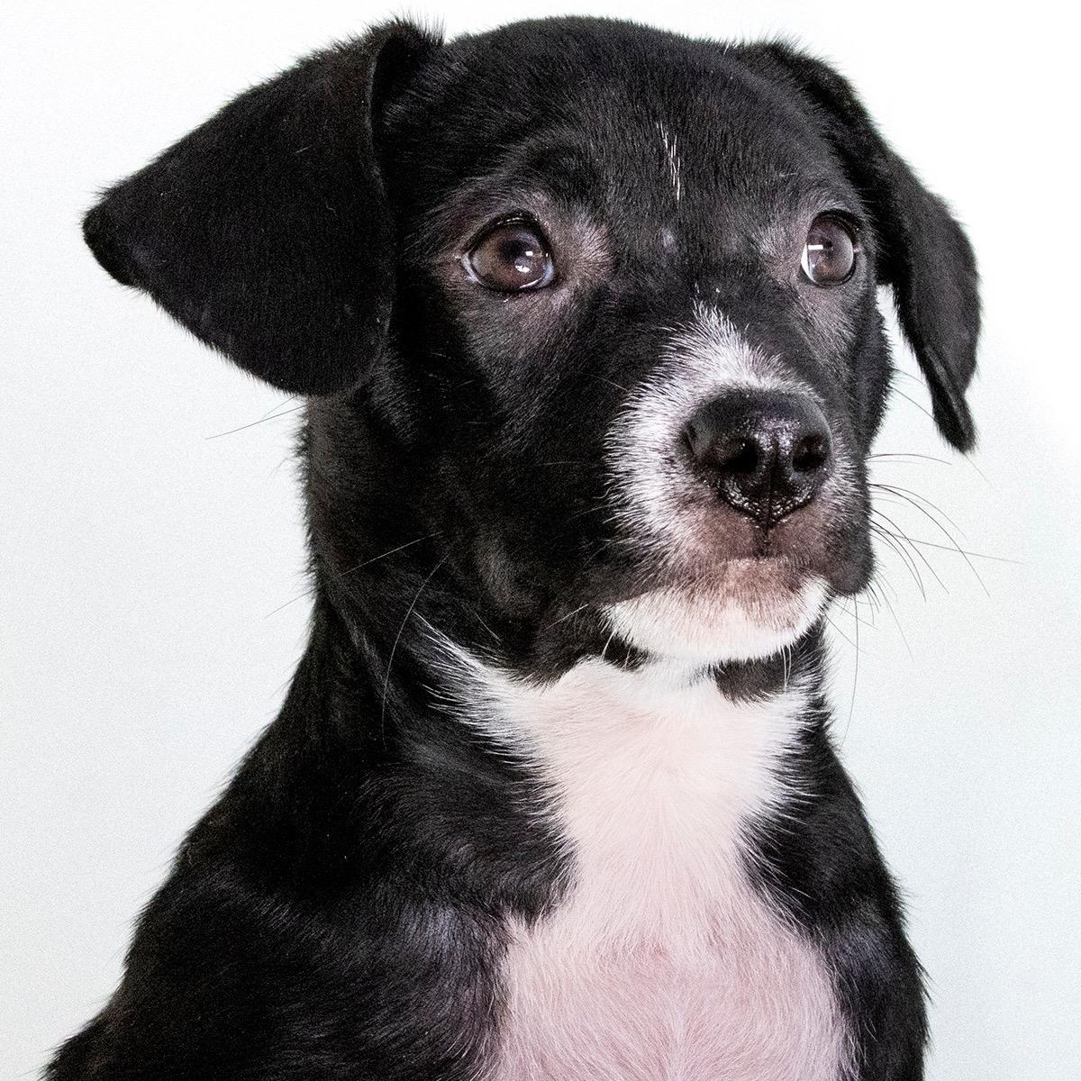 Enlarge Jane what a love, a Adoptable mixed breed in Hampton, , NH image 2/5