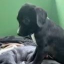 Enlarge Jane what a love, a Adoptable mixed breed in Hampton, , NH image 5/5