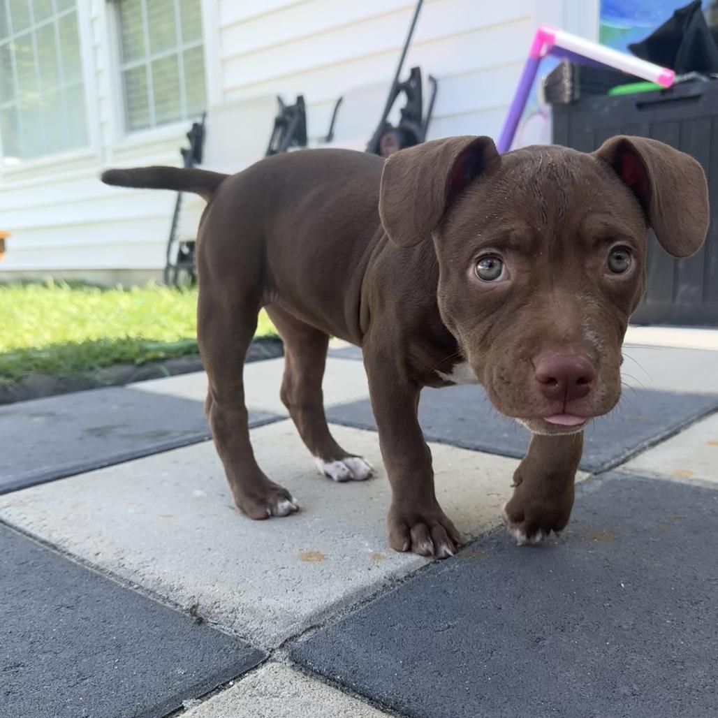 Penny, Adoptable, Puppy Female Pit Bull Terrier & Mixed Breed.