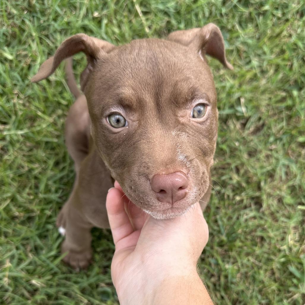 Enlarge Penny, a Adoptable mixed breed in Raleigh, NC image 2/6