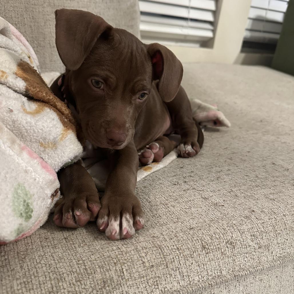 Enlarge Penny, a Adoptable mixed breed in Raleigh, NC image 3/6