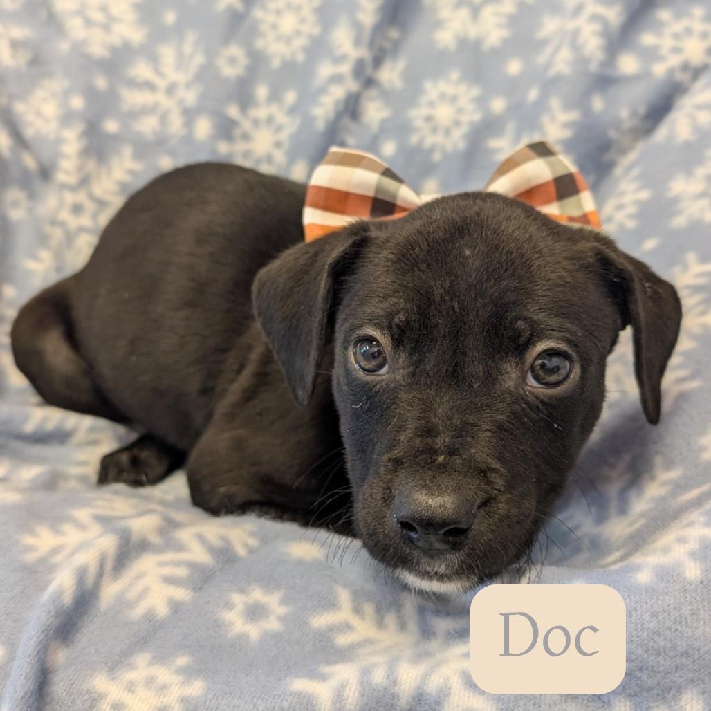 Doc, Adoptable, Puppy Male Pit Bull Terrier.