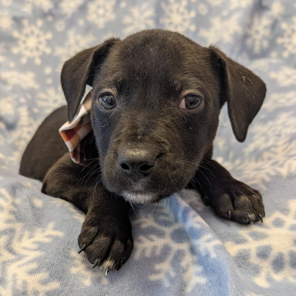 Enlarge Doc, a Adoptable Pit Bull Terrier in Manhattan, KS image 2/5
