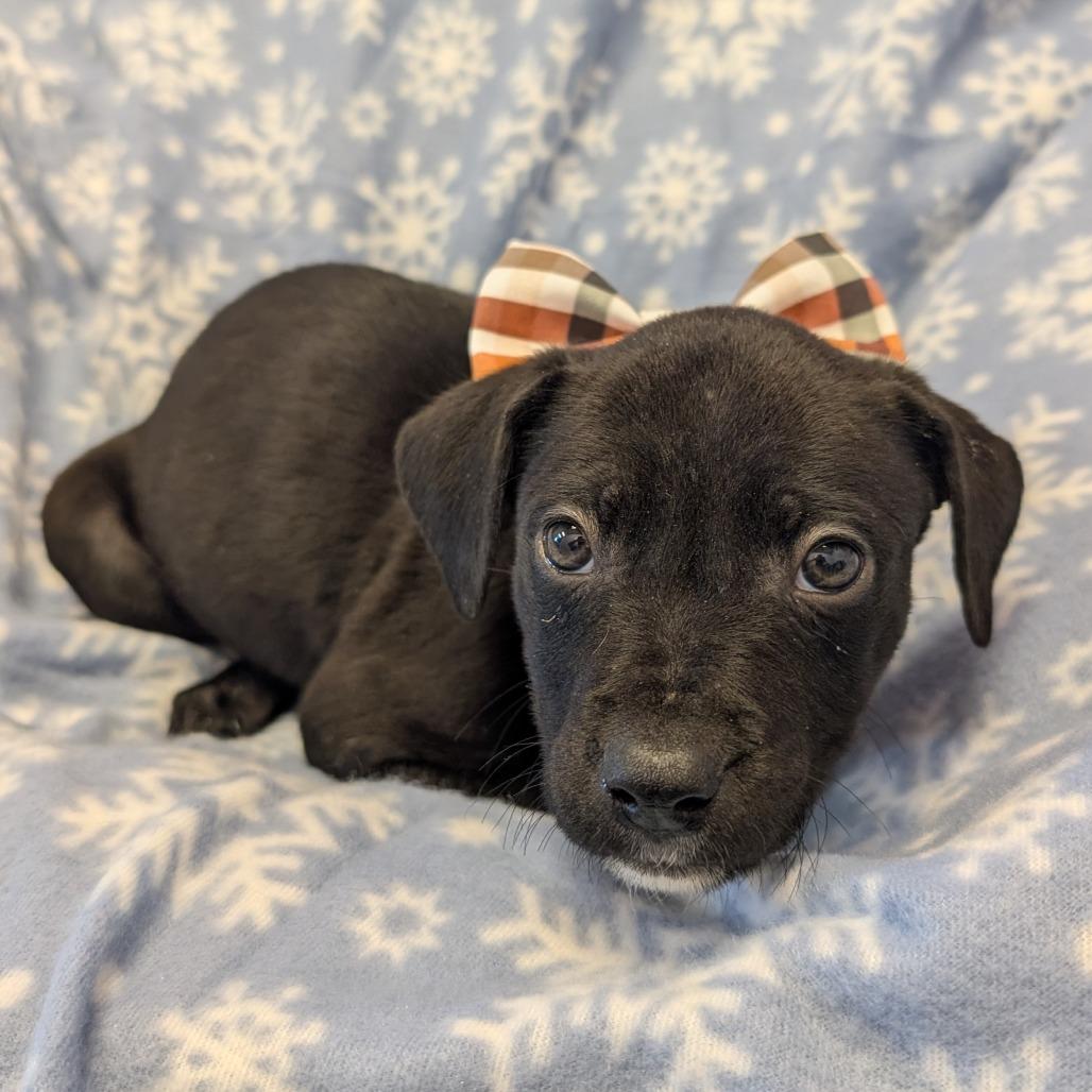 Enlarge Doc, a Adoptable Pit Bull Terrier in Manhattan, KS image 4/5