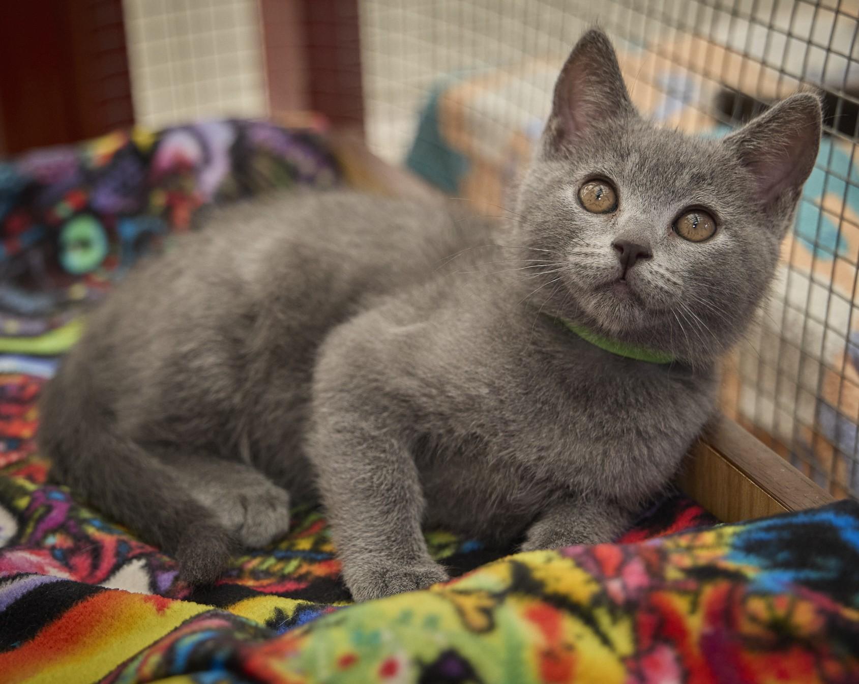 Dewdrop, ADOPTABLE, Kitten Female Russian Blue.
