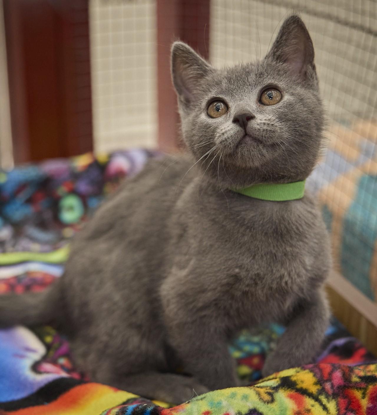 Dewdrop, a ADOPTABLE Russian Blue in Santa Barbara, CA image 2/3