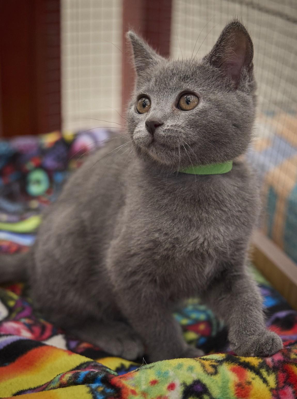 Dewdrop, a ADOPTABLE Russian Blue in Santa Barbara, CA image 3/3