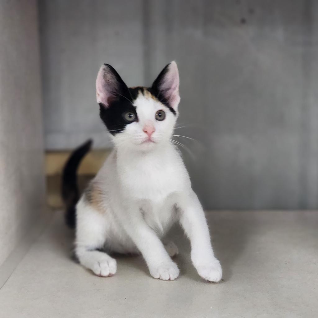 Yasmine, Adoptable, Adult Female Domestic Short Hair.