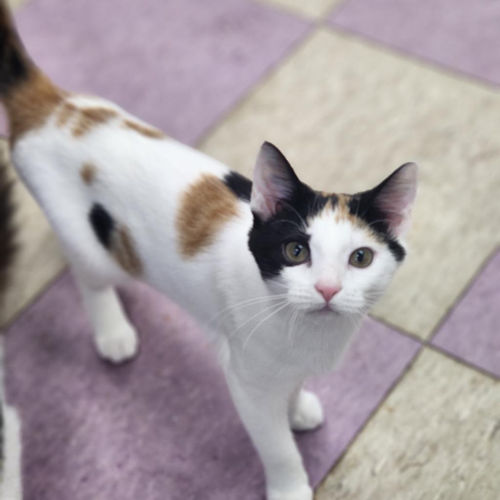 Enlarge Yasmine, a Adoptable Domestic Short Hair in Lexington, SC image 2/2