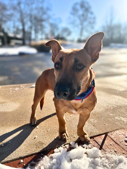 Pipsqueak, ADOPTABLE, Adult Female Chiweenie.