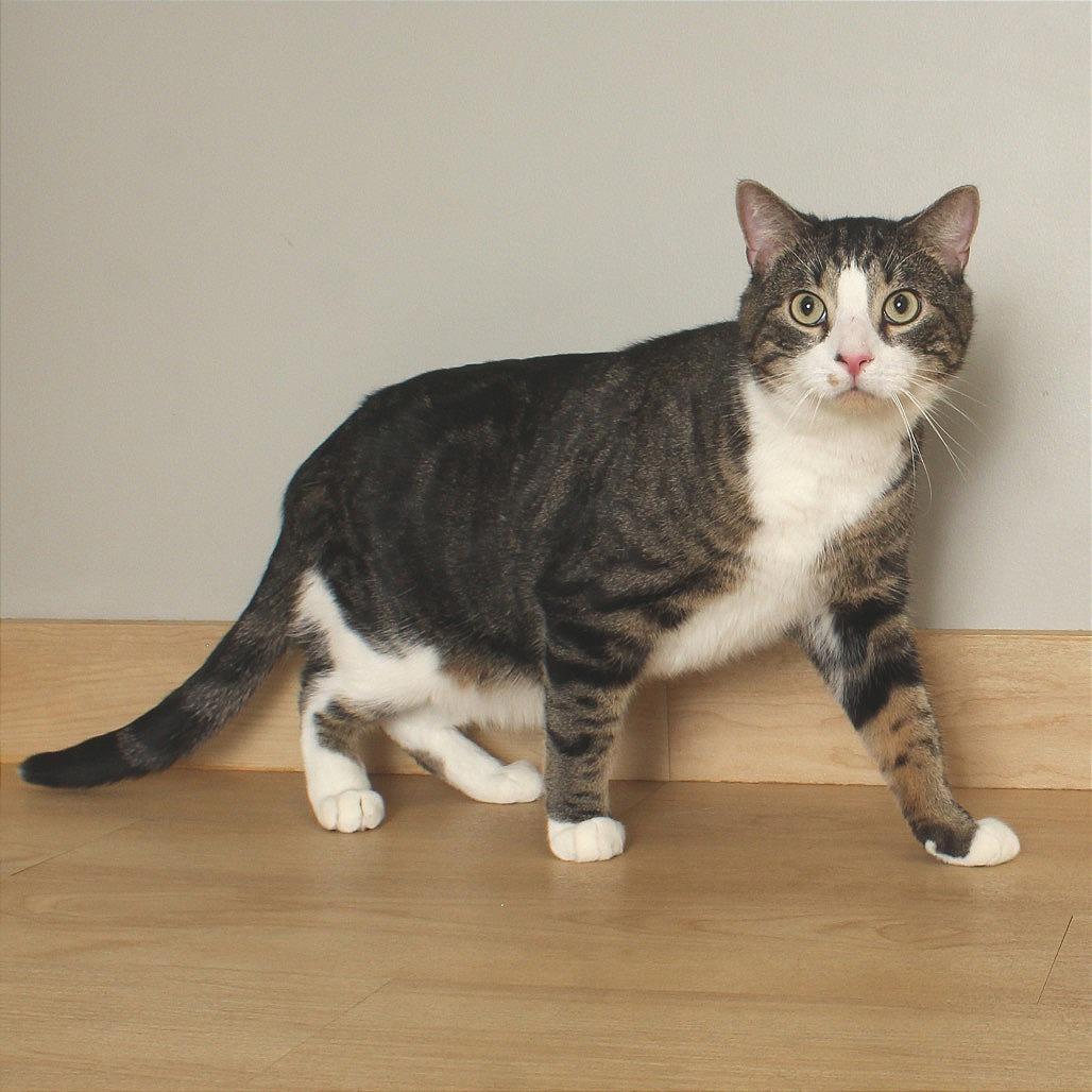 Stephen King C68088, Adoptable, Adult Male Domestic Short Hair.