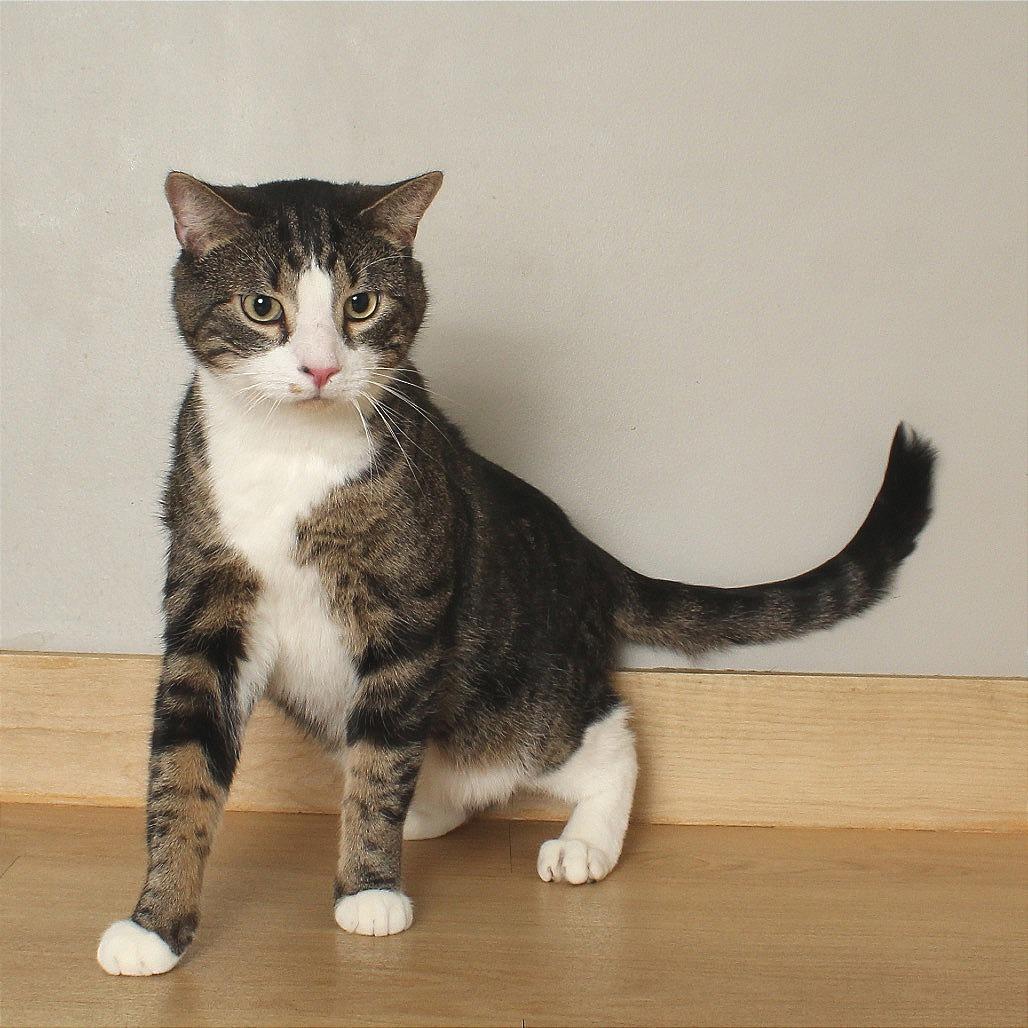 Enlarge Stephen King C68088, a Adoptable Domestic Short Hair in Minnetonka, MN image 2/6