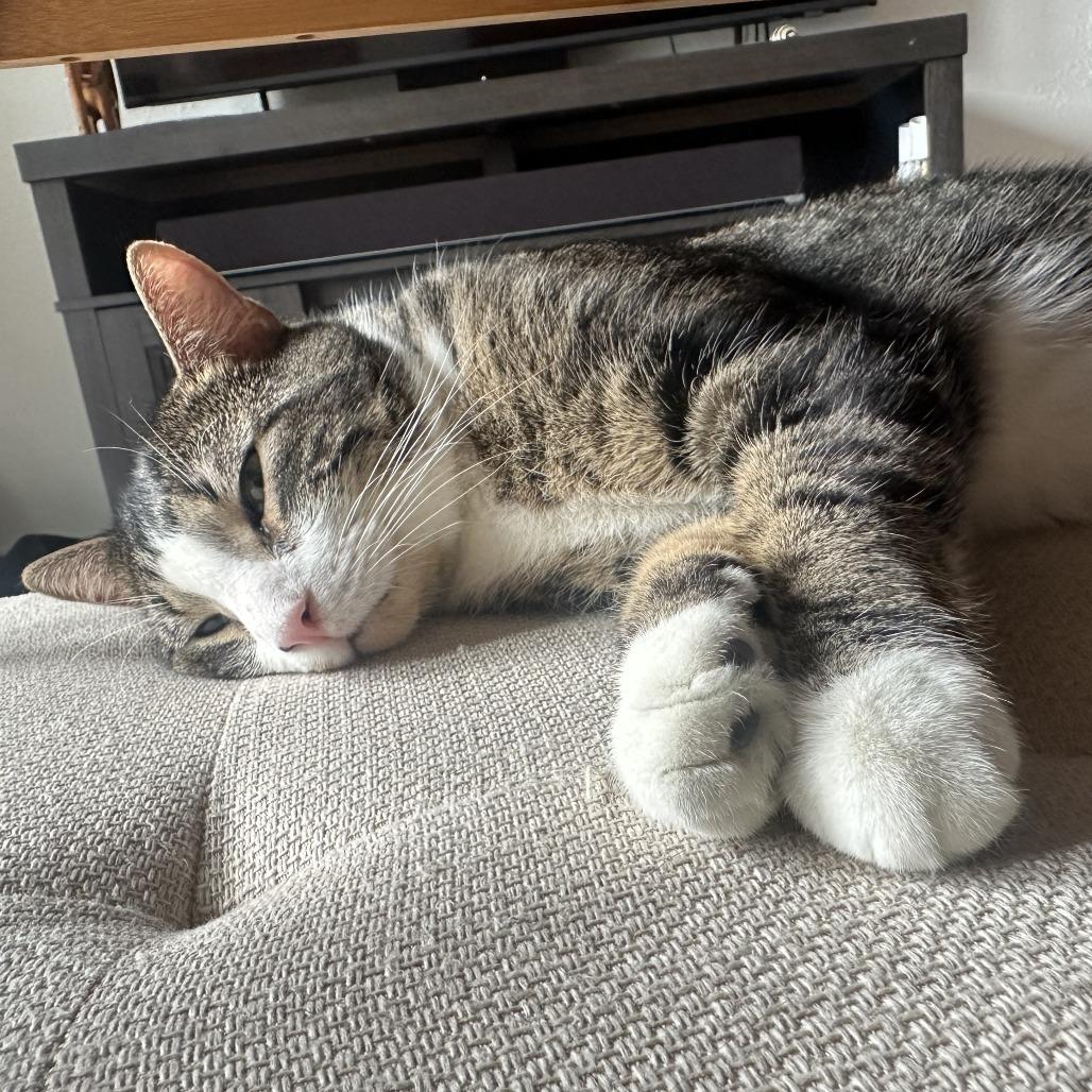 Enlarge Stephen King C68088, a Adoptable Domestic Short Hair in Minnetonka, MN image 3/6