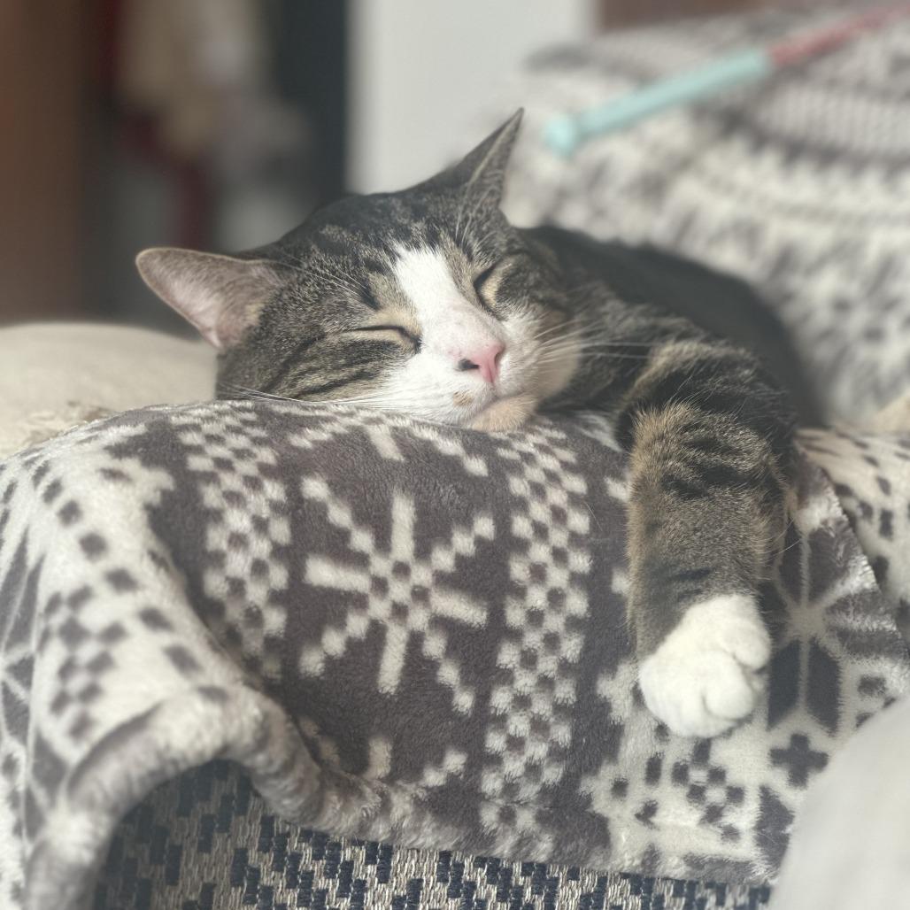Enlarge Stephen King C68088, a Adoptable Domestic Short Hair in Minnetonka, MN image 4/6
