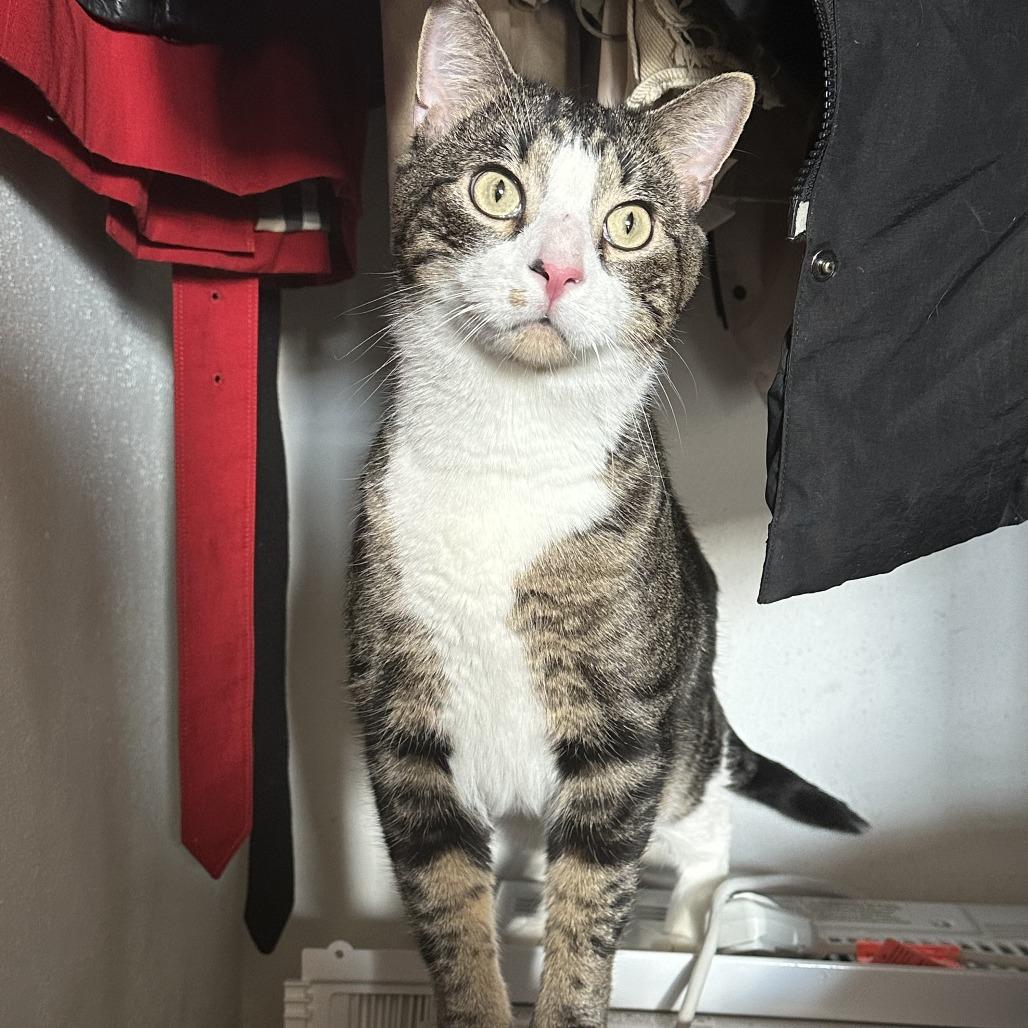 Enlarge Stephen King C68088, a Adoptable Domestic Short Hair in Minnetonka, MN image 6/6