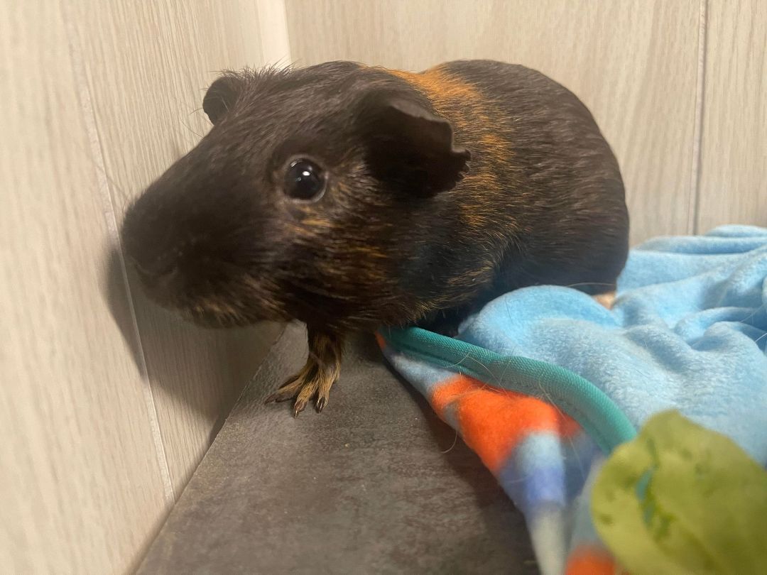 Roco, a Adoptable Guinea Pig in Troy, AL image 1/4