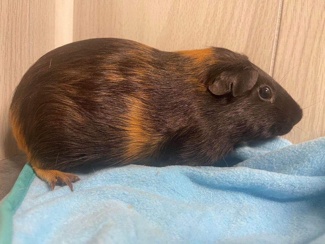 Roco, a Adoptable Guinea Pig in Troy, AL image 2/4