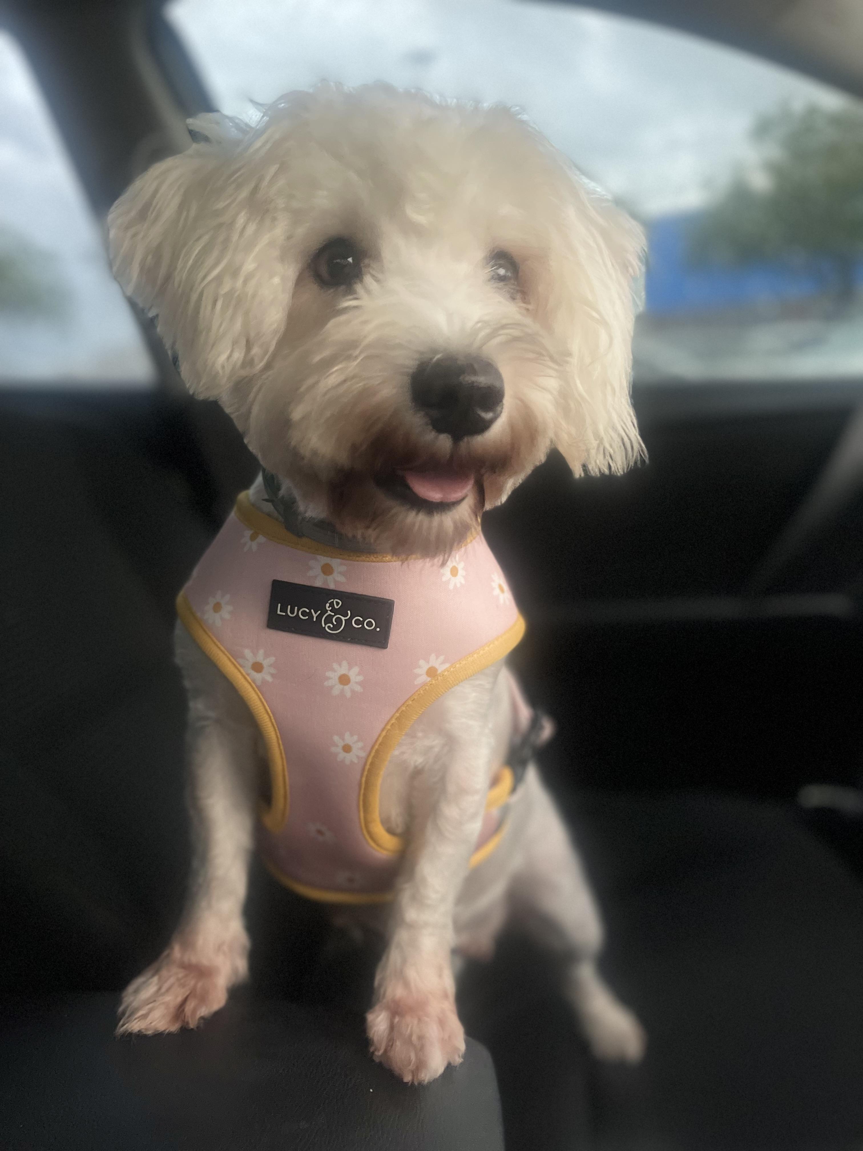 Mary, an adopted mixed breed in Fort Pierce, FL image 4/5