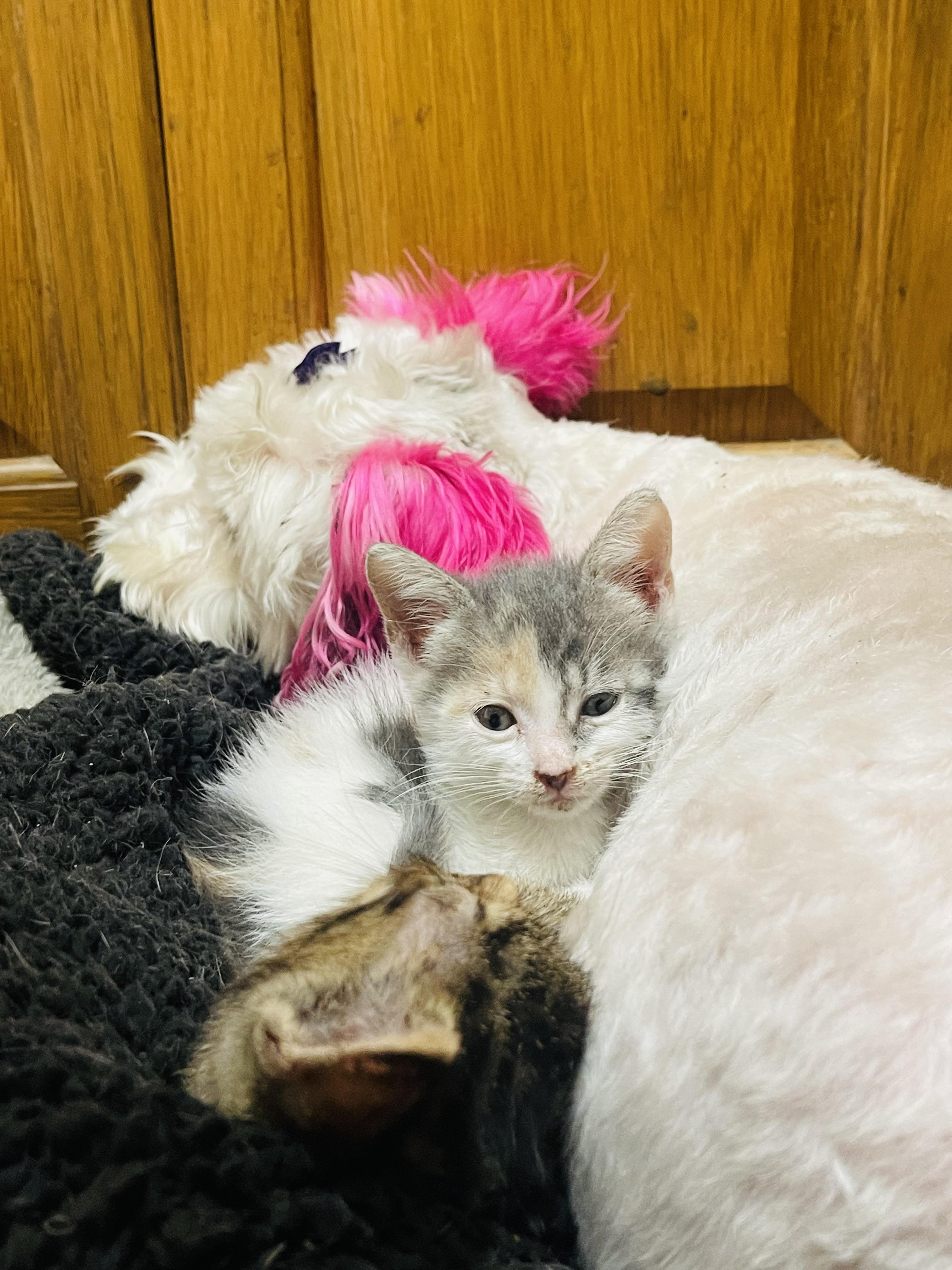 Mary, an adopted mixed breed in Fort Pierce, FL image 5/5