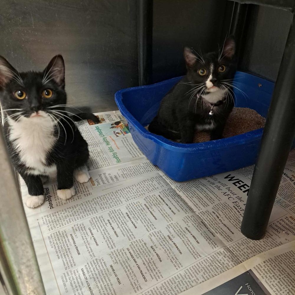 Jinx, Adoptable, Young Male Domestic Short Hair.