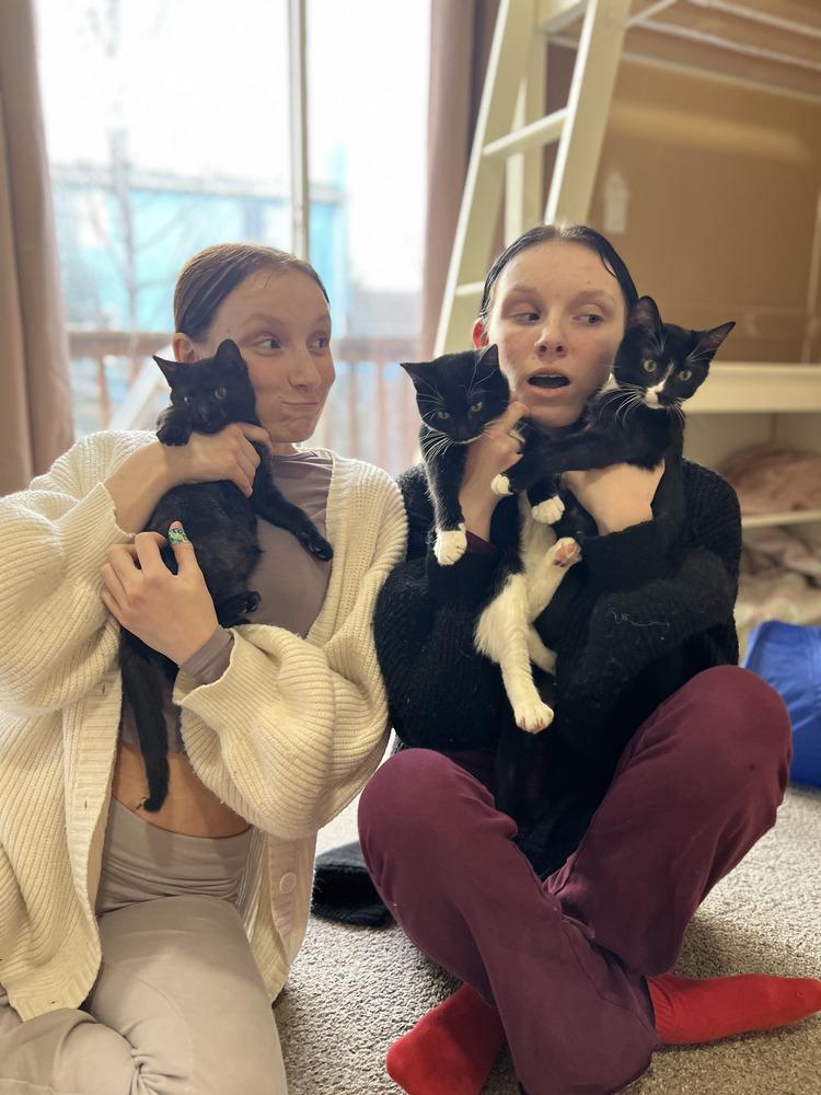 Jinx, a Adoptable Domestic Short Hair in Lafayette, CO image 2/2