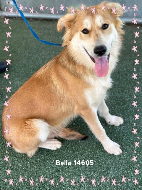 BELLA