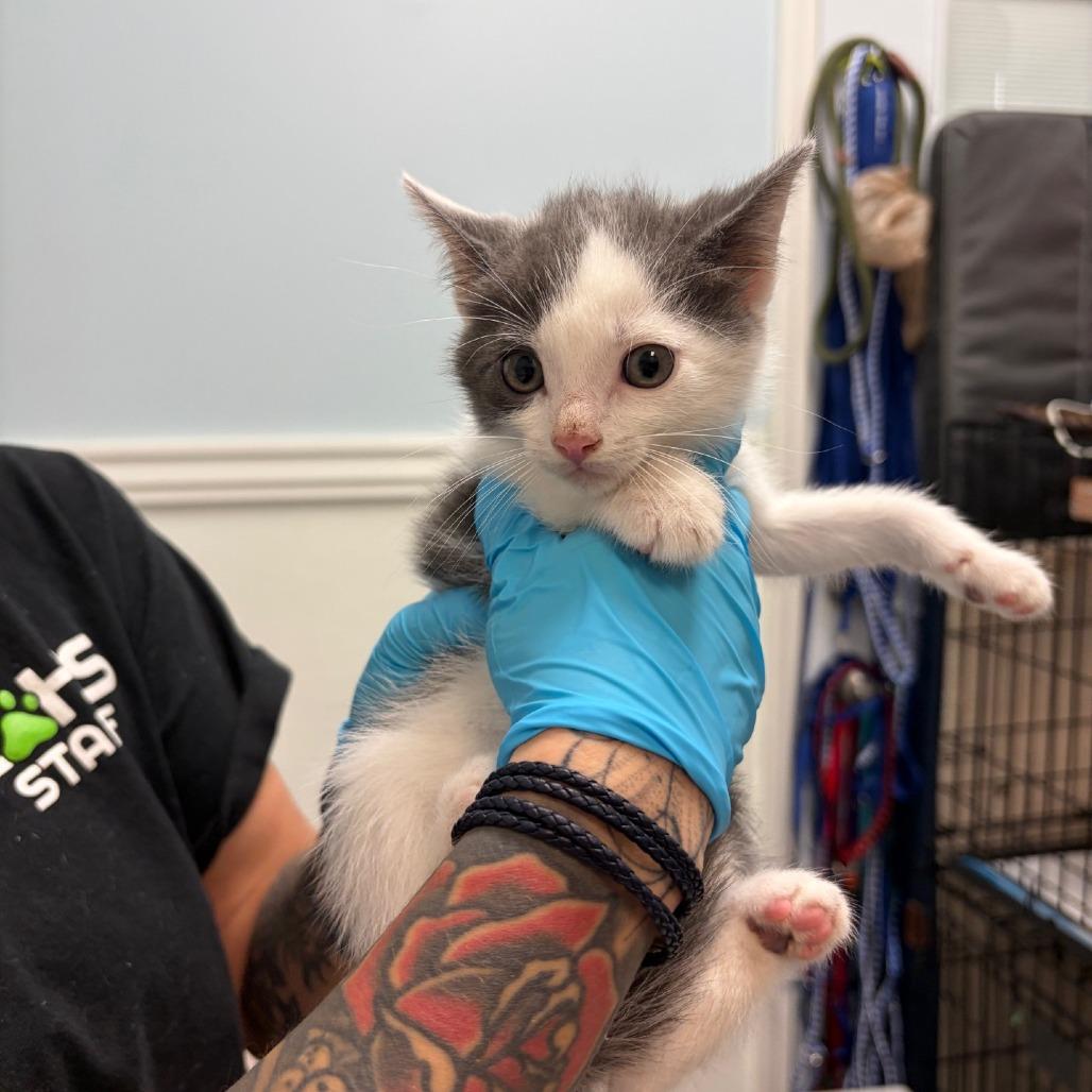 Macadamia, a Adoptable Domestic Short Hair in Greensboro, GA image 2/2