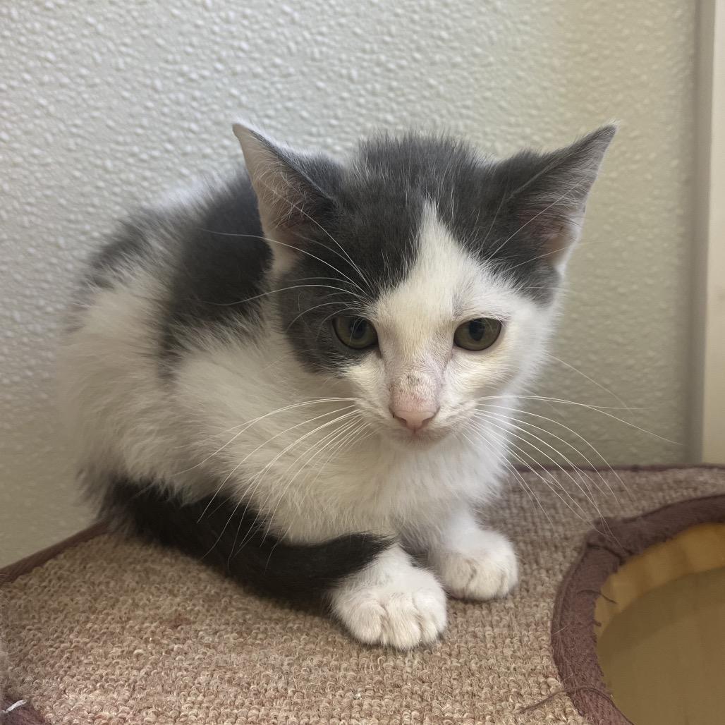 Macadamia, Adoptable, Kitten Male Domestic Short Hair.