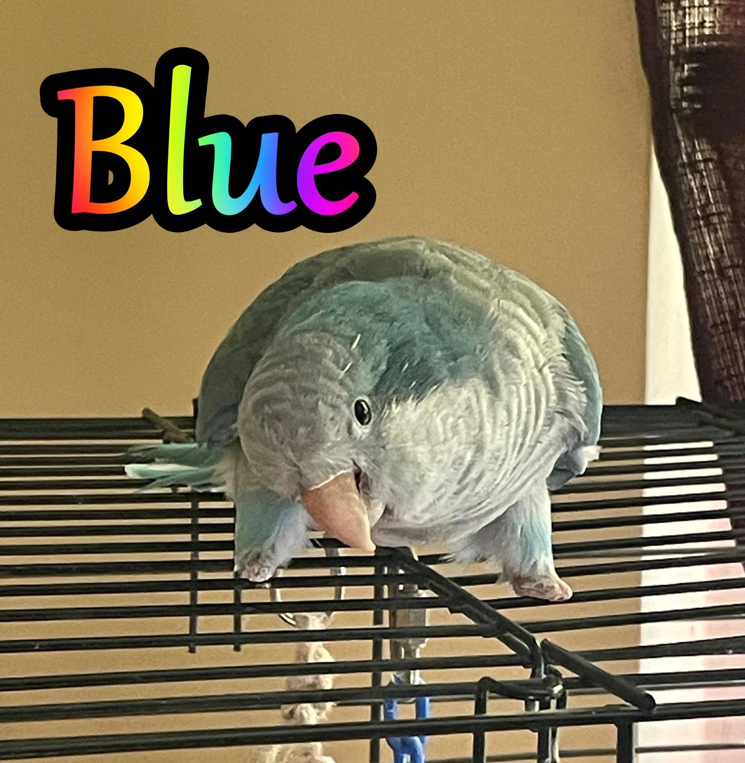 Blue, Adult Male Quaker Parakeet