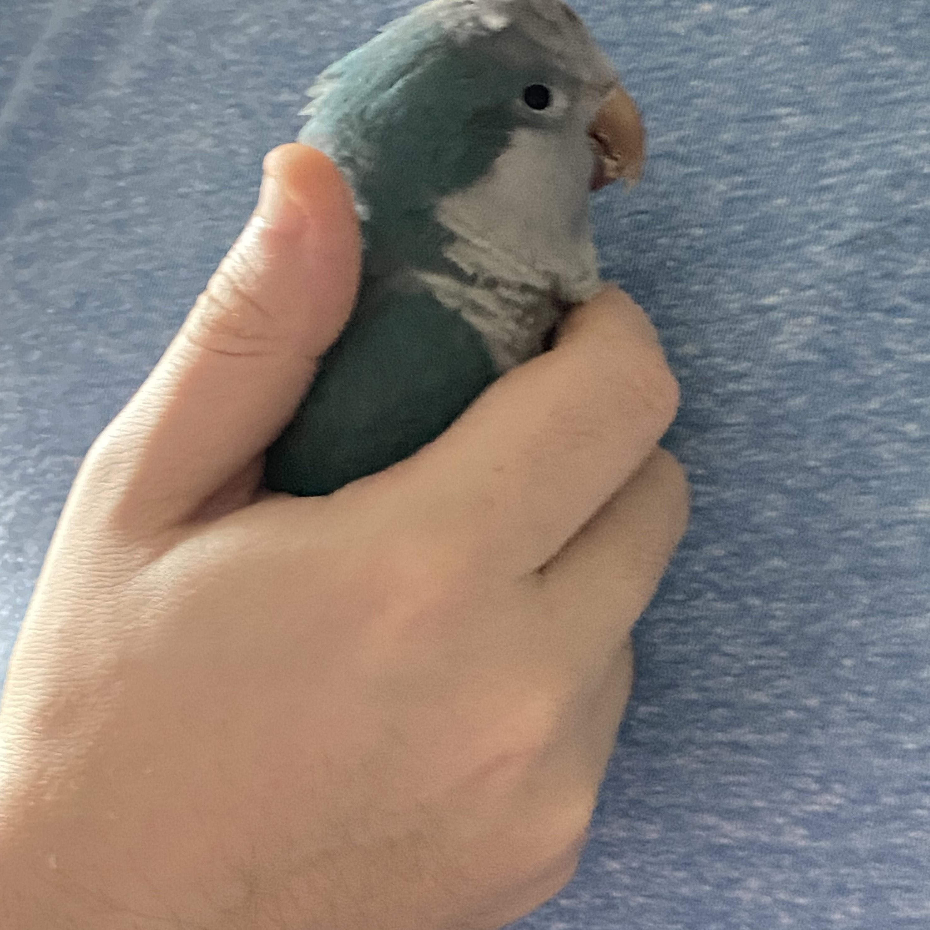 Enlarge Blue, a Adoptable Quaker Parakeet in Tallahassee, FL image 3/4