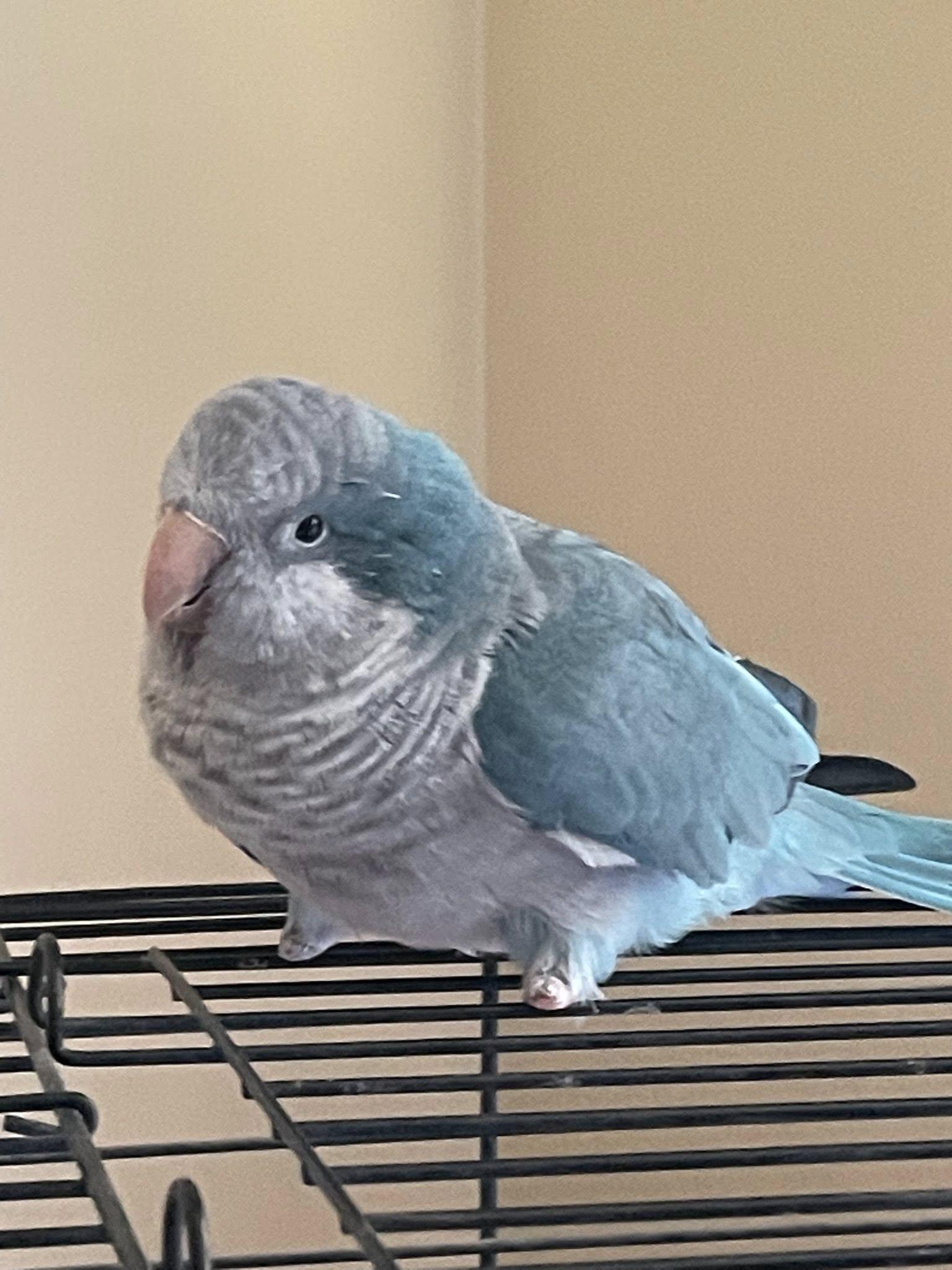 Enlarge Blue, a Adoptable Quaker Parakeet in Tallahassee, FL image 4/4