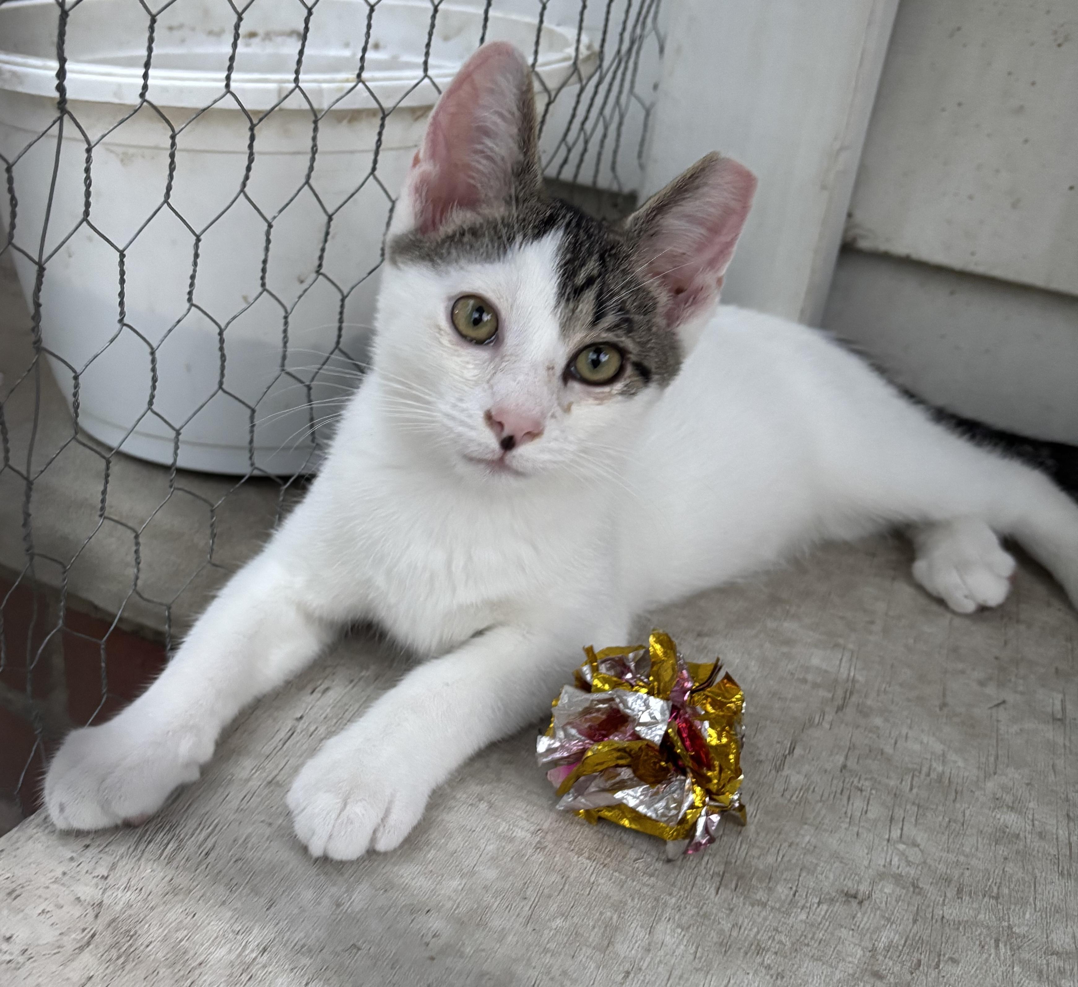 Enlarge Carson, a ADOPTABLE mixed breed in Independence, OH image 1/4