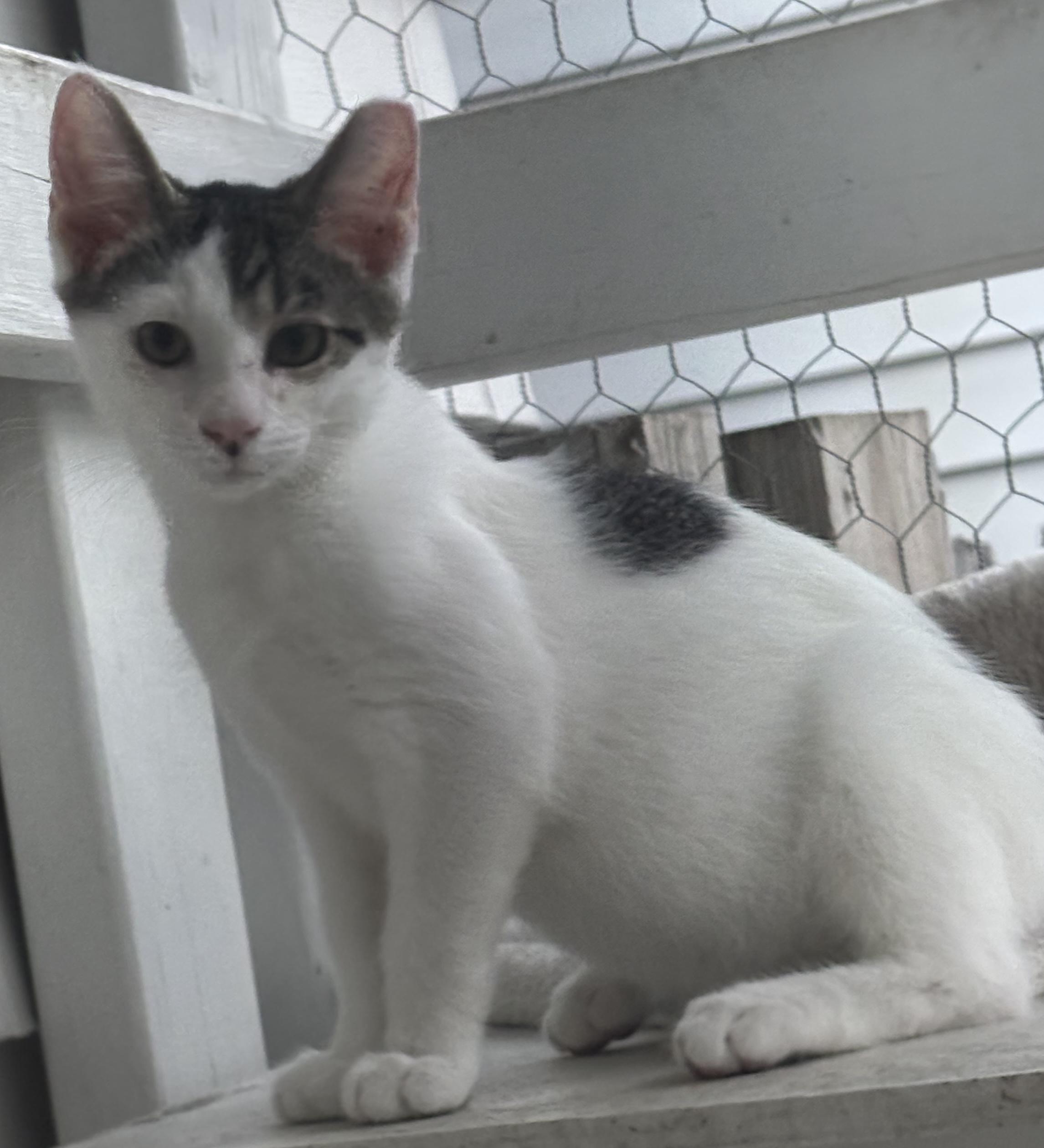 Enlarge Carson, a ADOPTABLE mixed breed in Independence, OH image 4/4