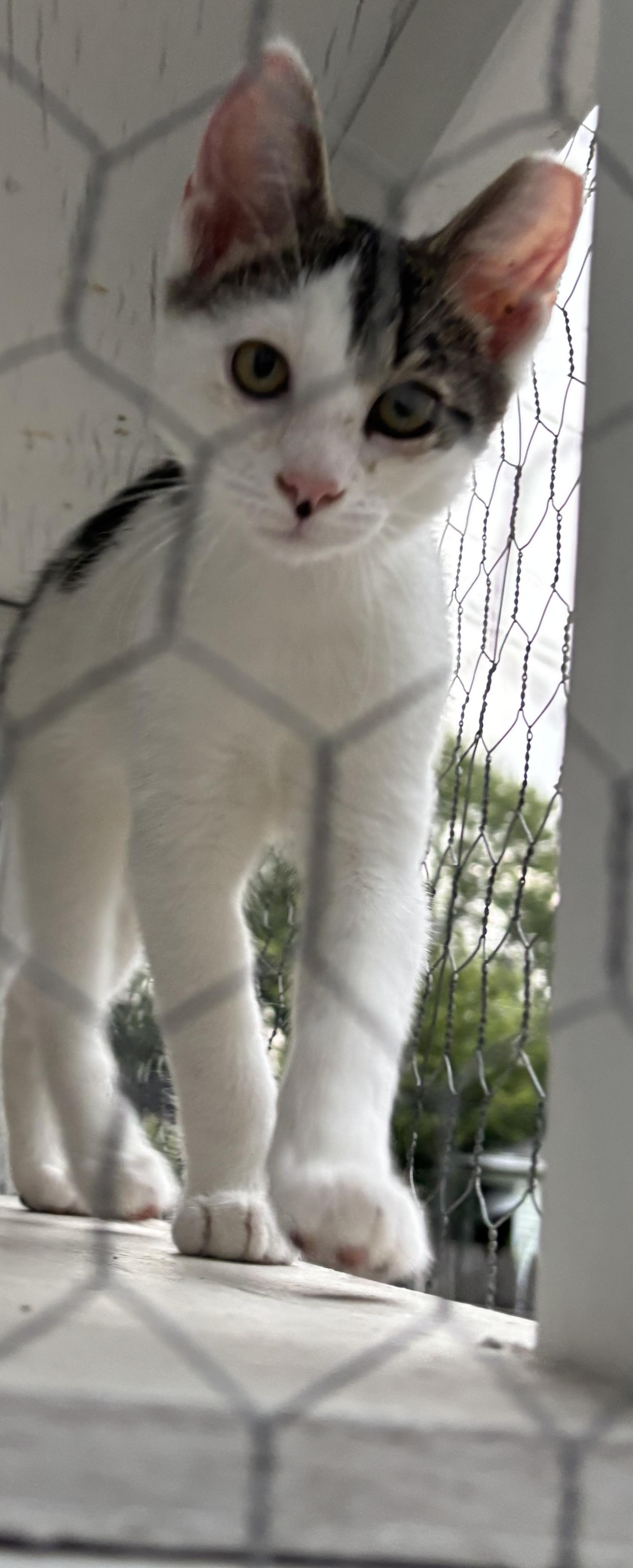 Enlarge Carson, a ADOPTABLE mixed breed in Independence, OH image 2/4