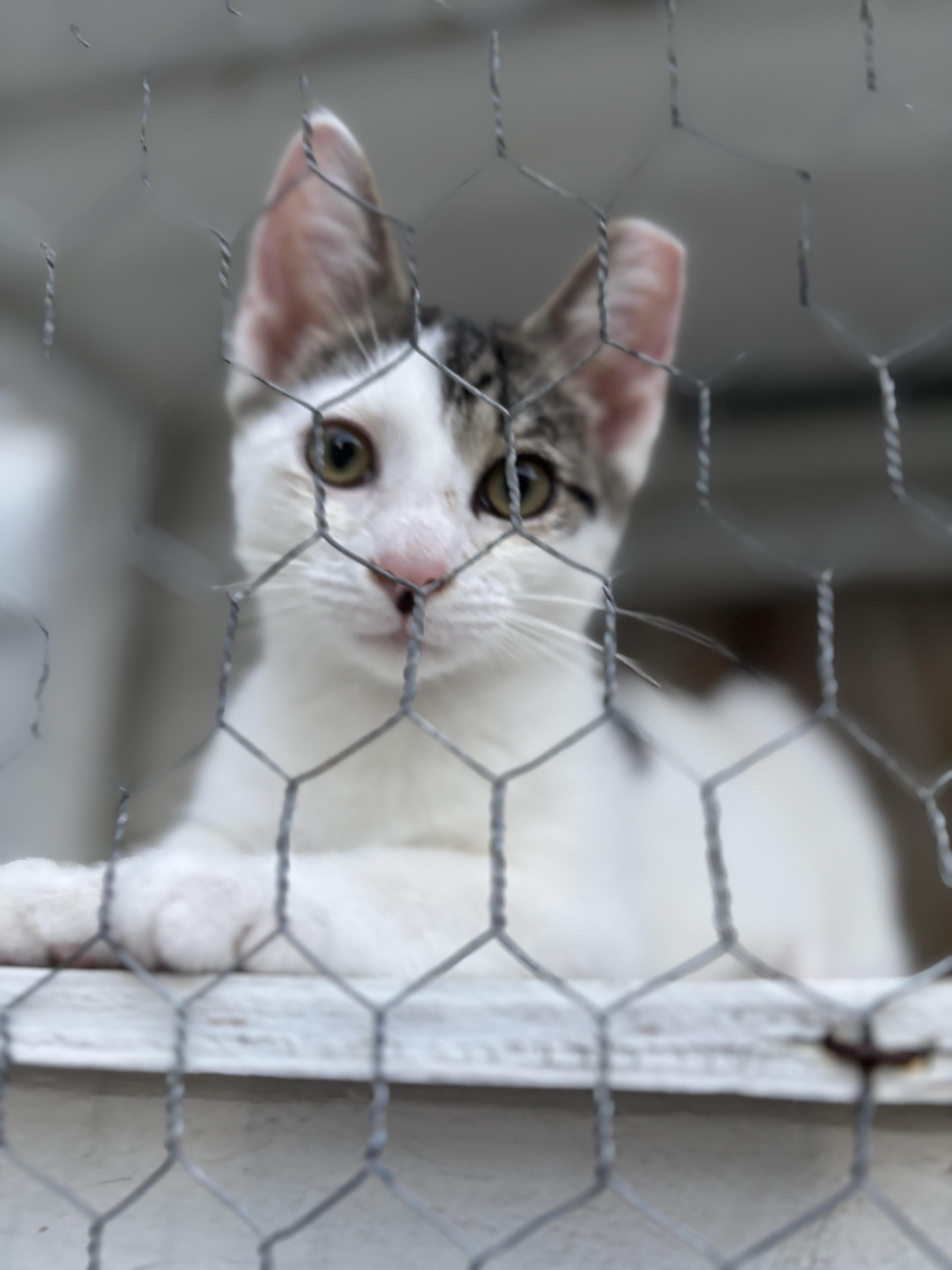 Enlarge Carson, a ADOPTABLE mixed breed in Independence, OH image 3/4