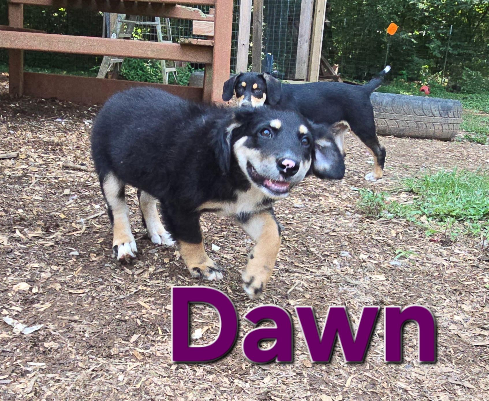 Dawn, Adoptable, Puppy Female Australian Shepherd & Beagle.