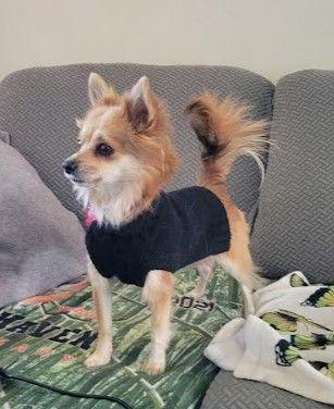 Annabelle, Adopted, Adult Female Chihuahua.