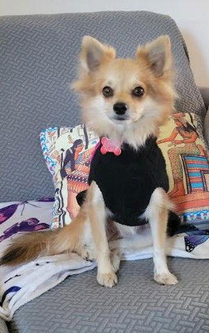 Enlarge Annabelle, a Adopted Chihuahua in San Diego, CA image 2/3