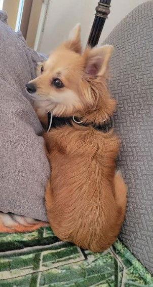 Enlarge Annabelle, a Adopted Chihuahua in San Diego, CA image 3/3