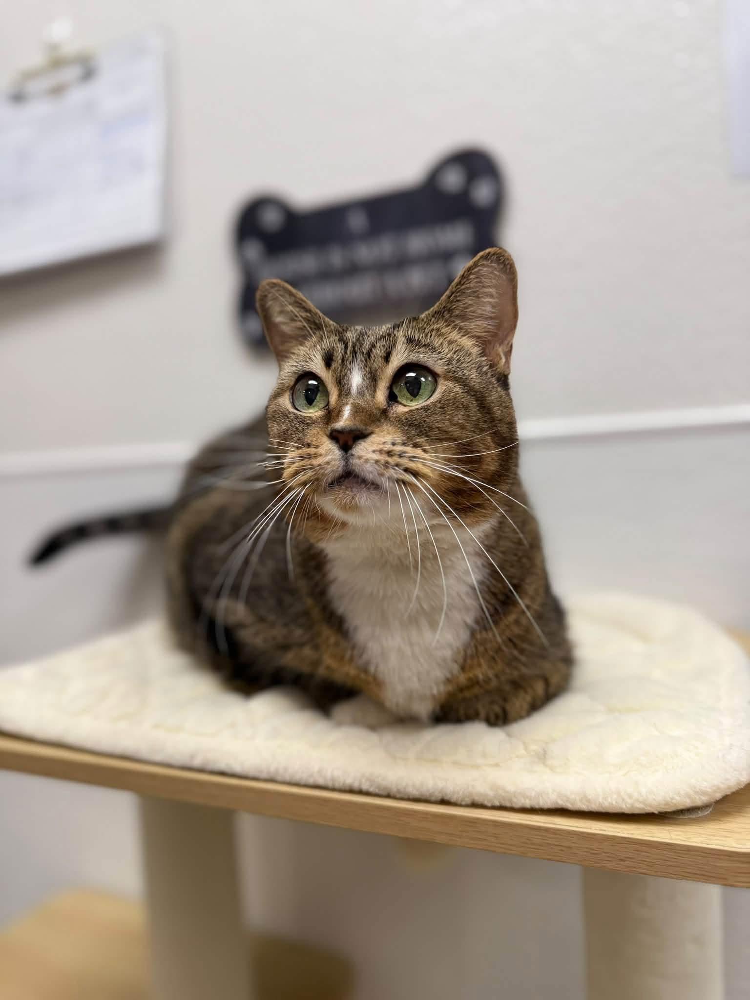 Enlarge Sadey, a Adoptable Domestic Short Hair in Chandler, AZ image 2/6