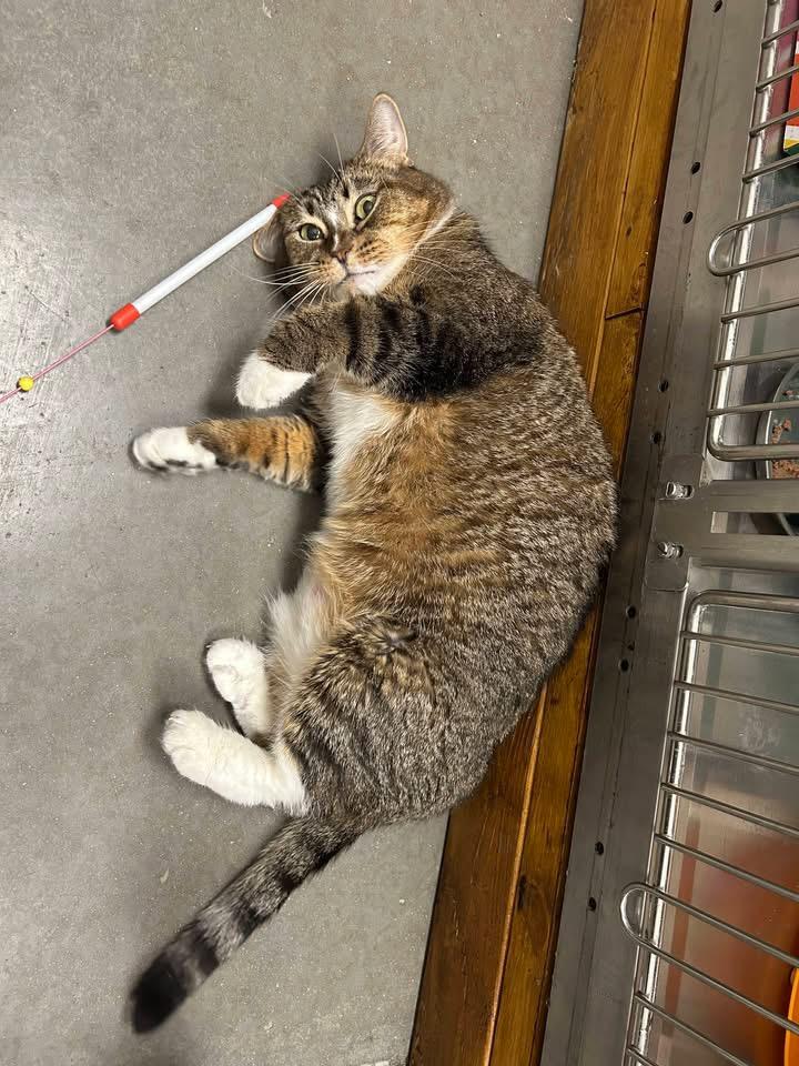 Enlarge Sadey, a Adoptable Domestic Short Hair in Chandler, AZ image 5/6
